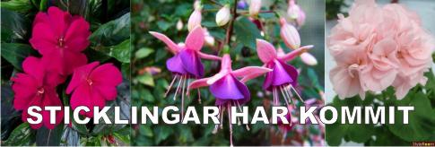 sticklinga har kommit sticklinga har kommit