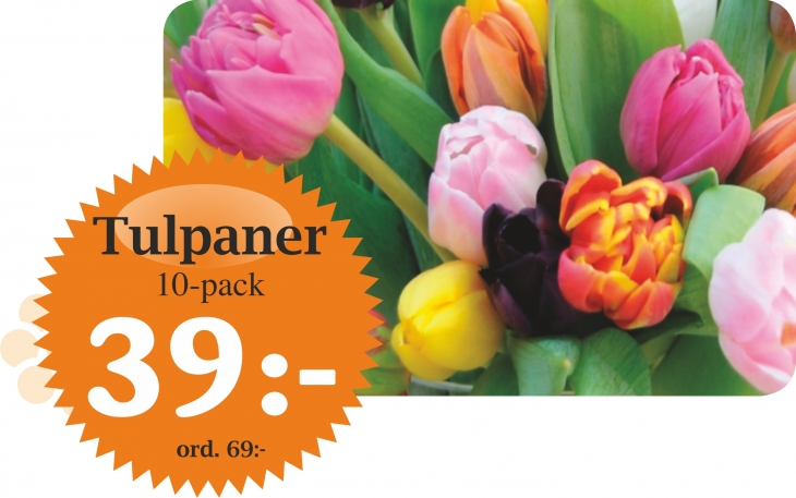 tulpaner 10 pack 39