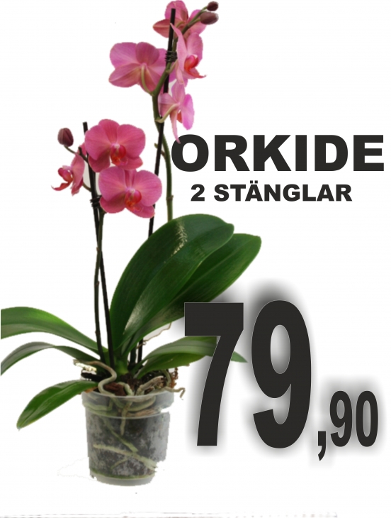 orkide 79,90