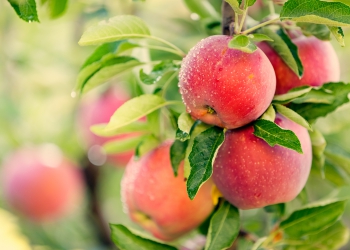 appelstrad_full appelstrad_full